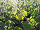 Physalis in dezvoltare