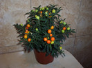 Solanum Capsicastrum_1