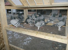 DSCN0920