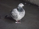 DSCF1110