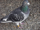 DSCF1116