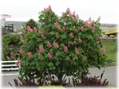 Aesculus x carnea 'FortMcNair'(castan cu flori rosii)