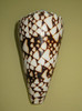 Conus bandanus