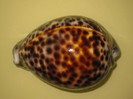 Cypraea tigris