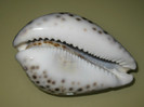 Cypraea tigris 1