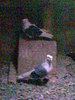 Dangalat %u015Fi breaz%u0103 mo%u0163a%u0163i