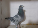 M2011_Oprea Florentin