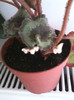 begonia rex infloreste