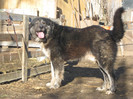 rares 2 ani