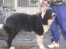 corbeanca 9 luni