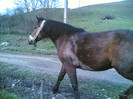 my horse