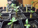 DSCF0539