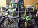 DSCF0540
