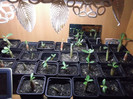 DSCF0541