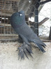 SAM_4051