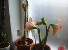 azi dimineata (09.01.2012)