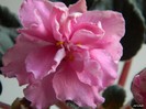 DSCN6339