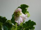 DSCN6357
