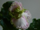 DSCN6359