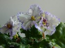 DSCN6386