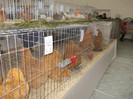 DSCN0287