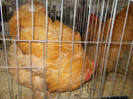 DSCN0289