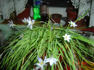 poze 605