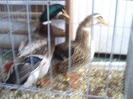 PICT0099