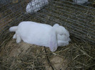 Picture 027