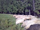 050420063095