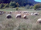 050420063115