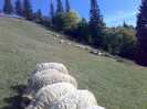 070420063363