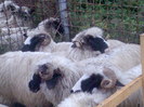Image037