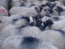 Image096