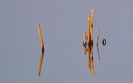 reflexii