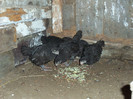 pui australorp