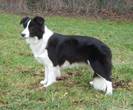 Border-Collie1[1]