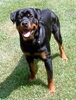 Cainele-din-rasa-Rottweiler-are-nevoie-de-companie-si-socializare-pentru-a-duce-o-viata-fericita[1]