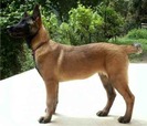 Ciobanesc-Belgian-Tervueren-3[1]