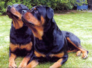 Rottweiler_02[1]