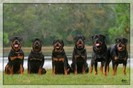 rottweiler_family-300x199[1]