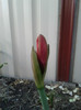 11.01.12 a doua tura de flori