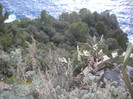 CAPRI 16.12 (137)