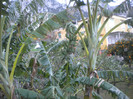 CAPRI 16.12 (147)