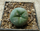 Lophophora diffusa (Croizat) Bravo H.