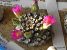 Mammillaria hernandezii