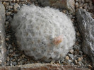 Mammillaria plumosa