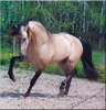 spirit-the-mustang-spirit-stallion-of-the-cimarron-18775062-465-480[1]