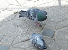 DSCF2862