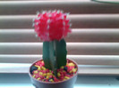 cactus altoit primit cadou lia